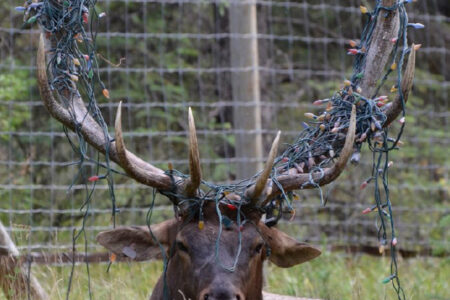 Tenant Leasing Illustrated January 2021 If You Give a Moose Restoration Obligations